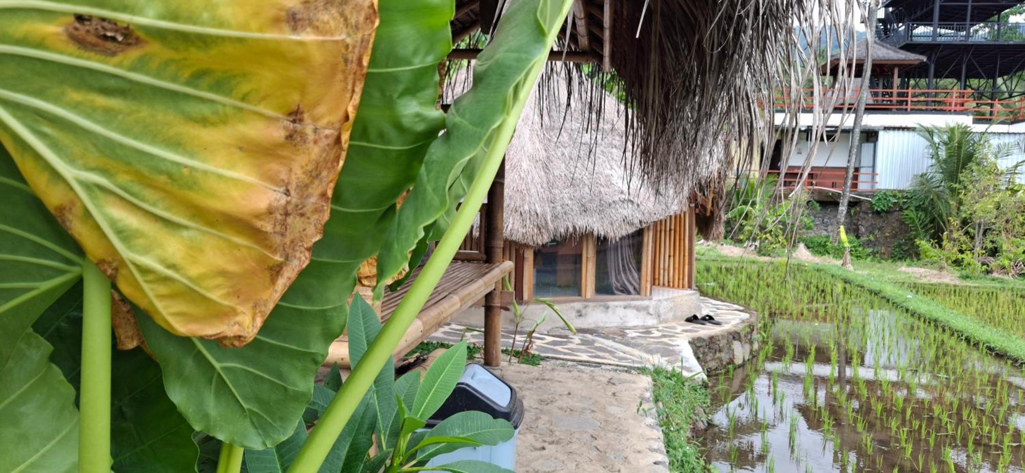 Uma Nirmala Aling-Aling Hotel Singaraja Exterior foto
